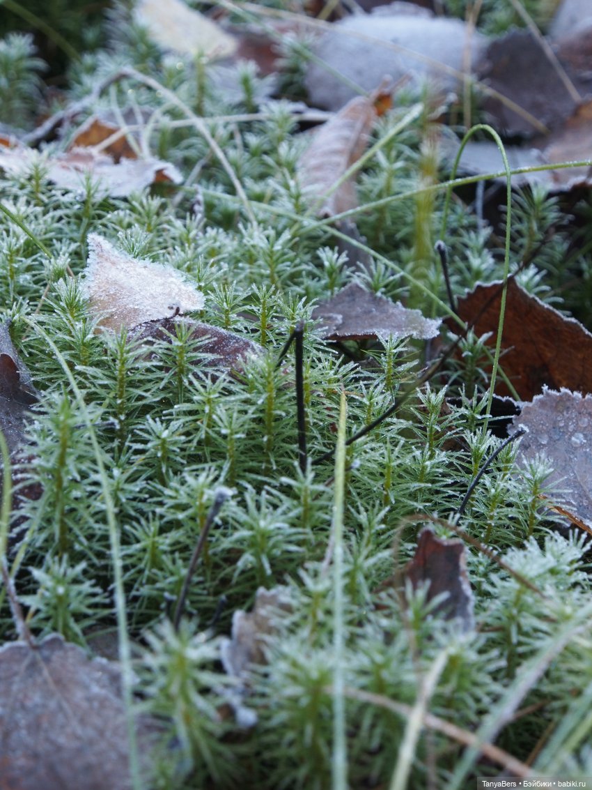 Туманное начало ноября — Игровые куклы Zwergnase (Цвергназе) Junior: Джуниор