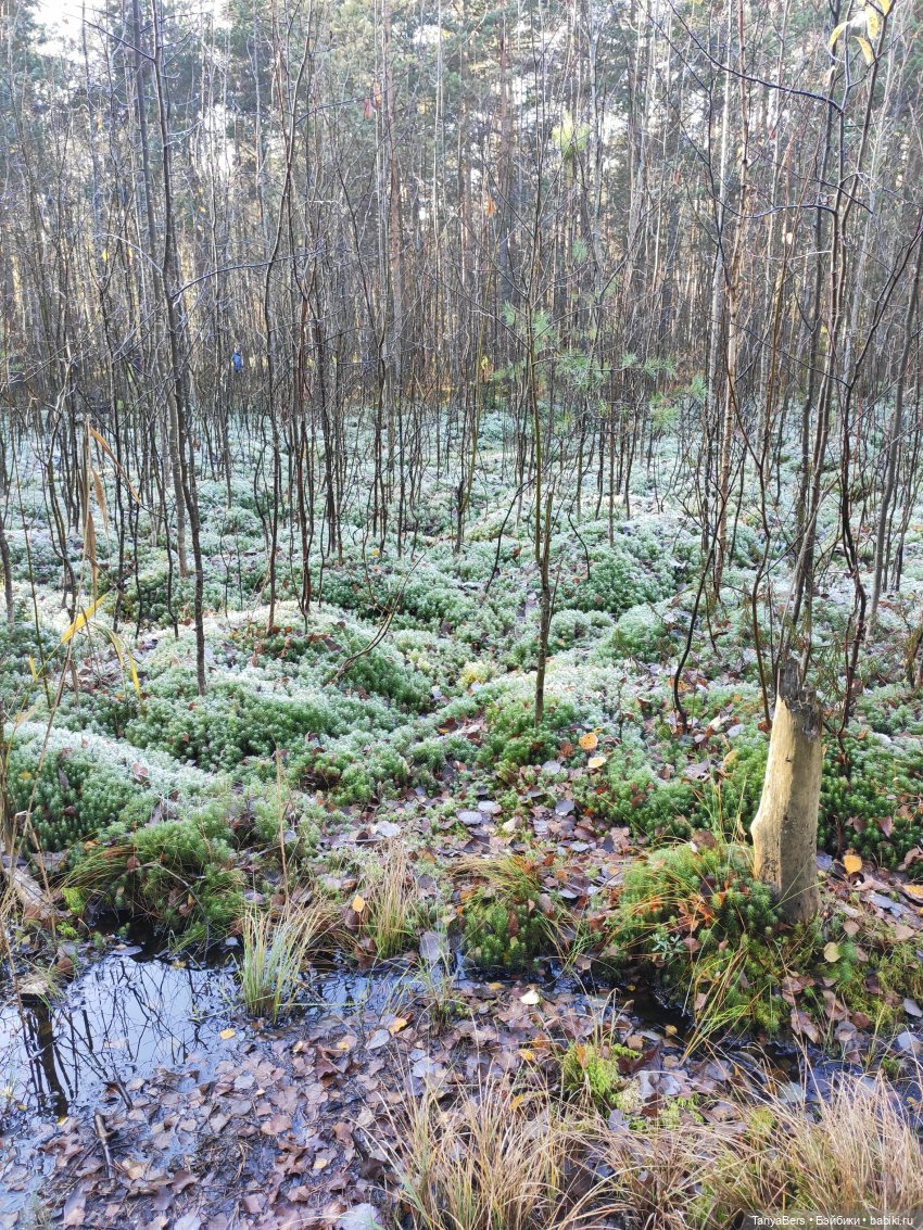 Туманное начало ноября — Игровые куклы Zwergnase (Цвергназе) Junior: Джуниор