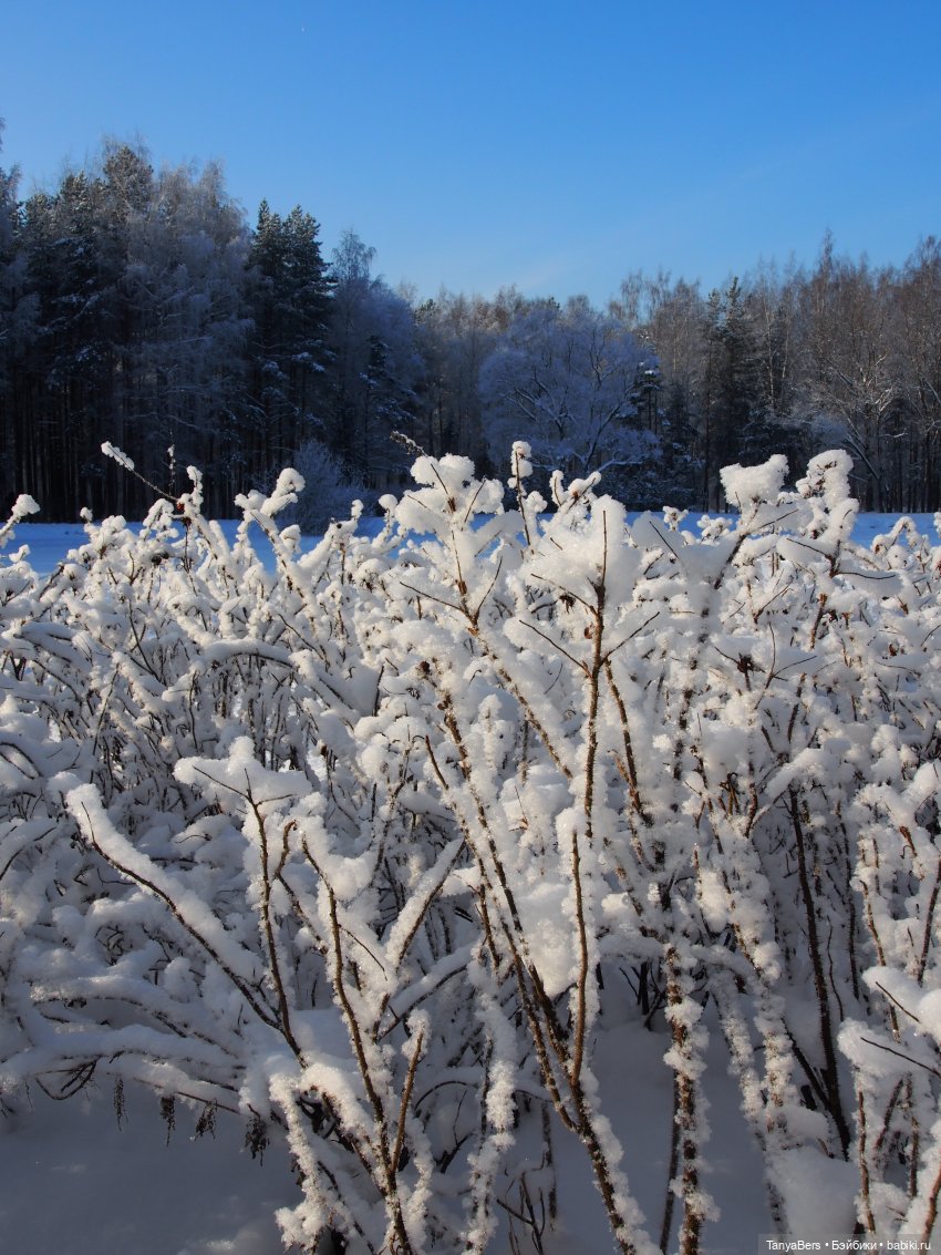 Пламя среди морозной стужи | Бэйбики Пламя среди морозной стужи (фото 5)
