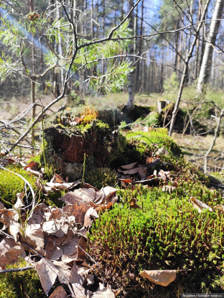 Как мы с небом играли — Куклы Luts (Лутс): корейские BJD (БЖД) (фото 5)