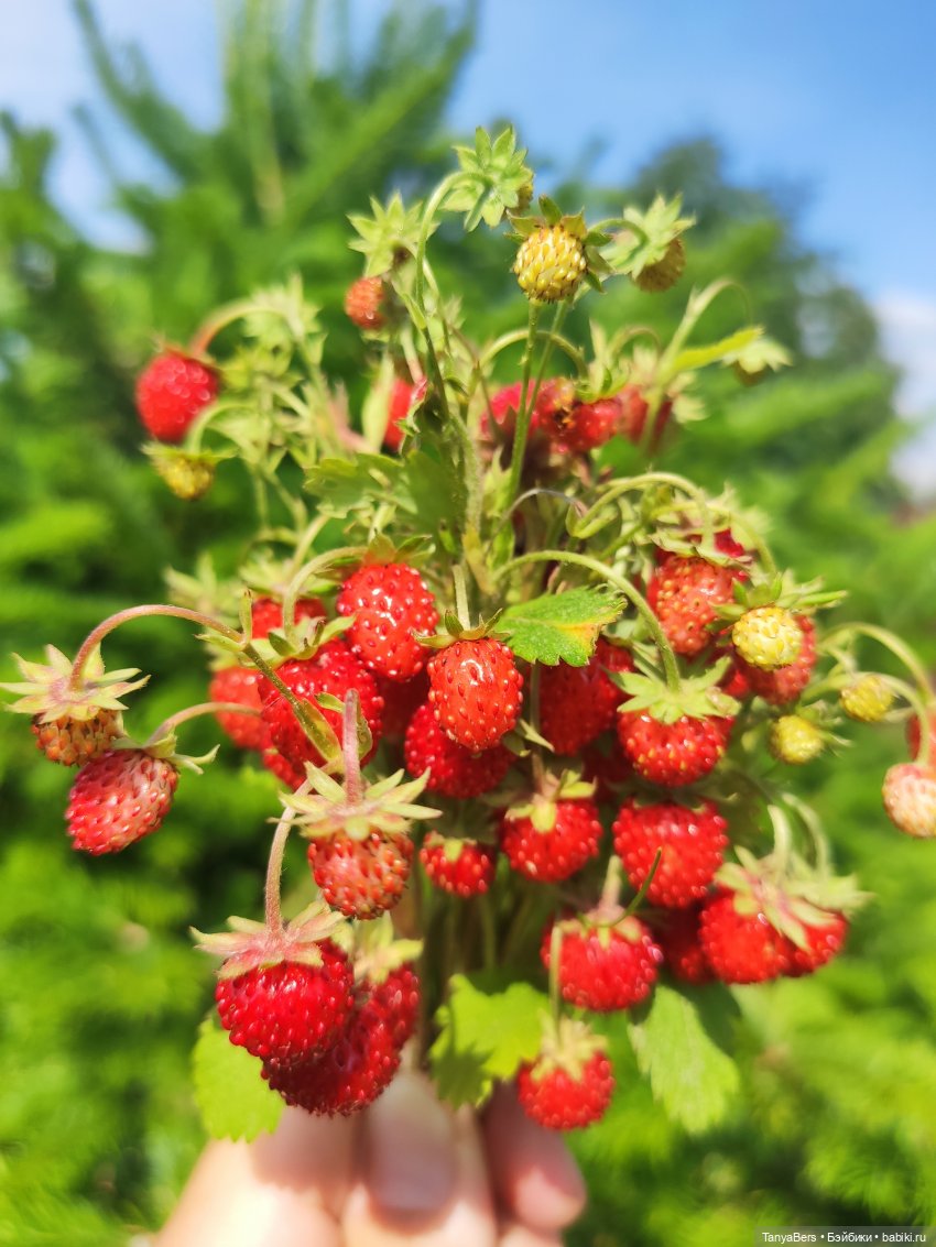 Я его поймала — Домашние фото авторских игрушек: Тедди (фото 10)