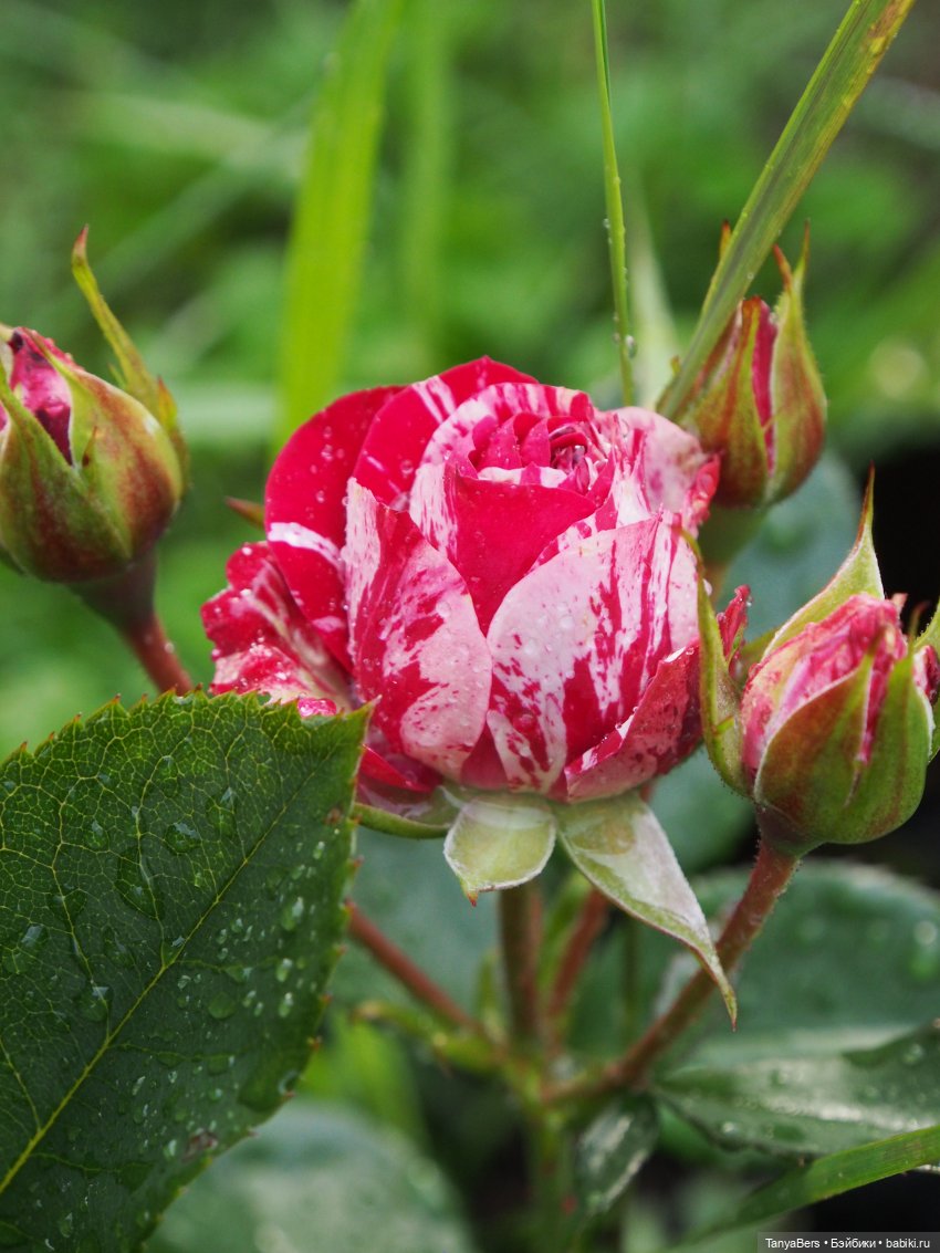 Лето в деревне — Зарисовки из кукольной жизни: фотоистории