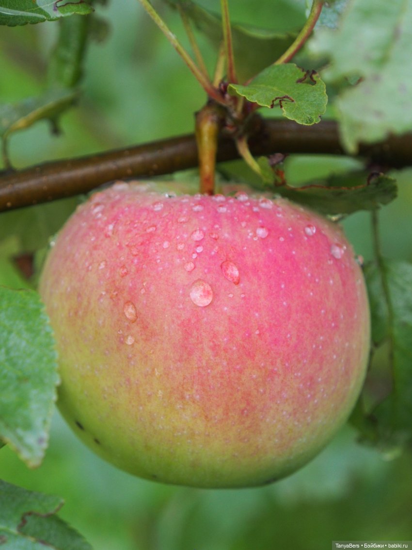 Лето в деревне — Зарисовки из кукольной жизни: фотоистории (фото 10)