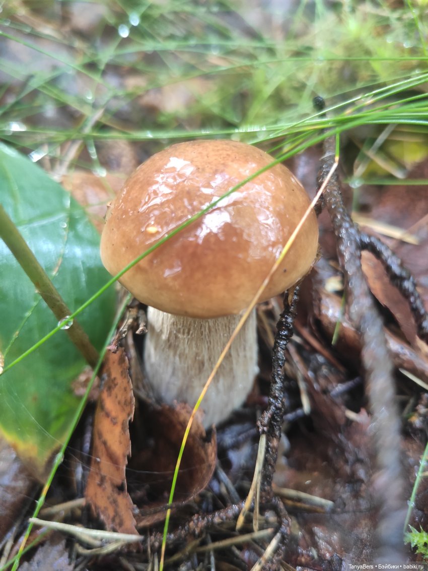 Остатки лета вместе с Булочкой с корицей