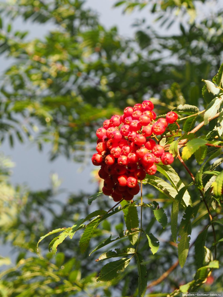Лето в деревне — Зарисовки из кукольной жизни: фотоистории