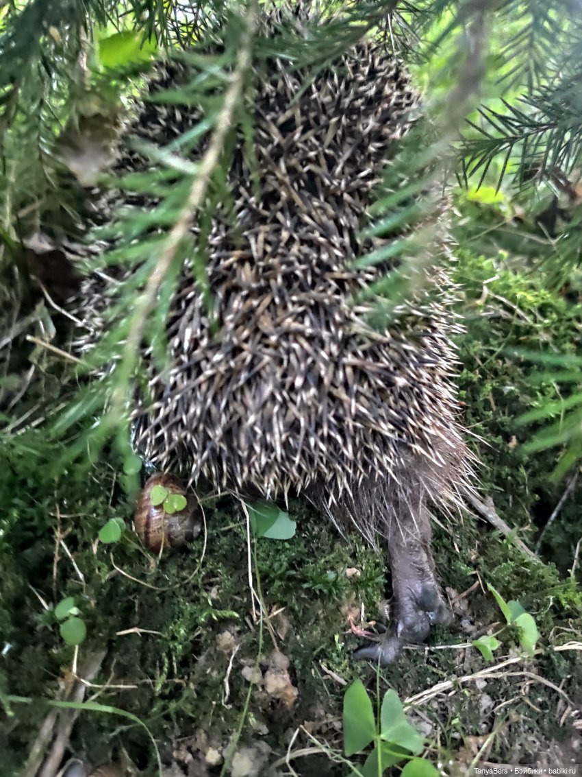 Как я провел этим летом: июнь, июль, август (фото 5)