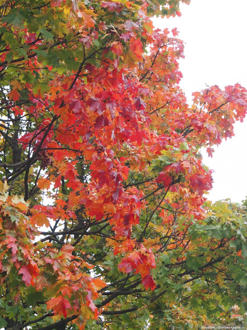 В поисках сказки | Бэйбики В поисках сказки — Домашние фото авторских игрушек: Тедди (фото 2)