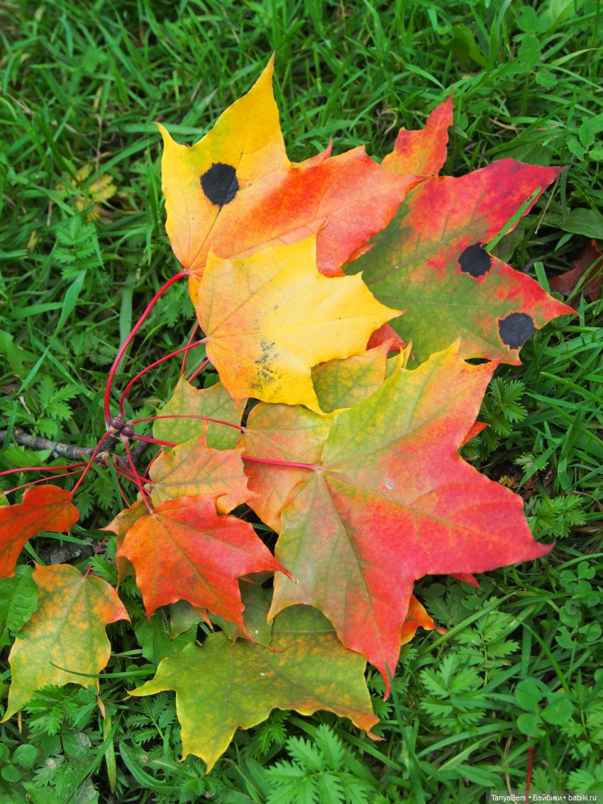 В поисках сказки | Бэйбики В поисках сказки — Домашние фото авторских игрушек: Тедди (фото 10)