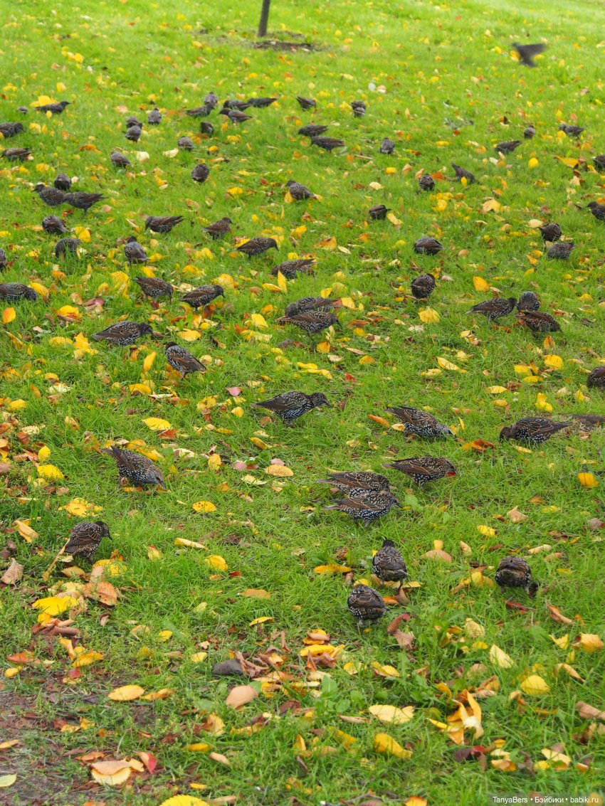 В поисках сказки | Бэйбики В поисках сказки — Домашние фото авторских игрушек: Тедди (фото 9)