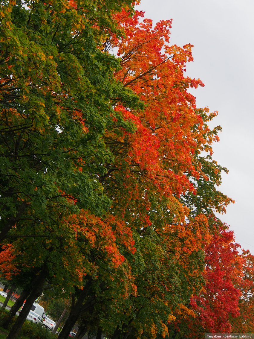 В поисках сказки | Бэйбики В поисках сказки — Домашние фото авторских игрушек: Тедди (фото 5)