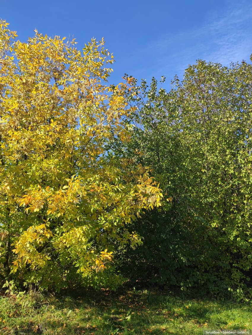 В поисках сказки | Бэйбики В поисках сказки — Домашние фото авторских игрушек: Тедди (фото 3)