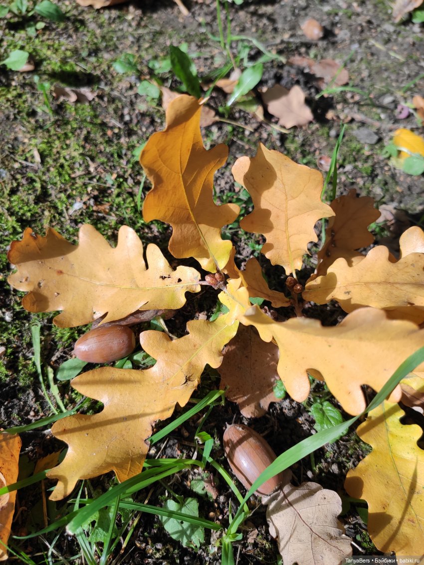 В поисках сказки | Бэйбики В поисках сказки — Домашние фото авторских игрушек: Тедди
