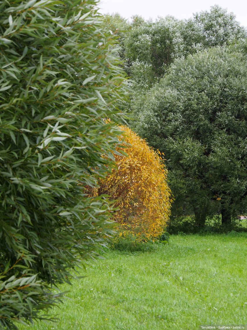 В поисках сказки | Бэйбики В поисках сказки — Домашние фото авторских игрушек: Тедди (фото 7)