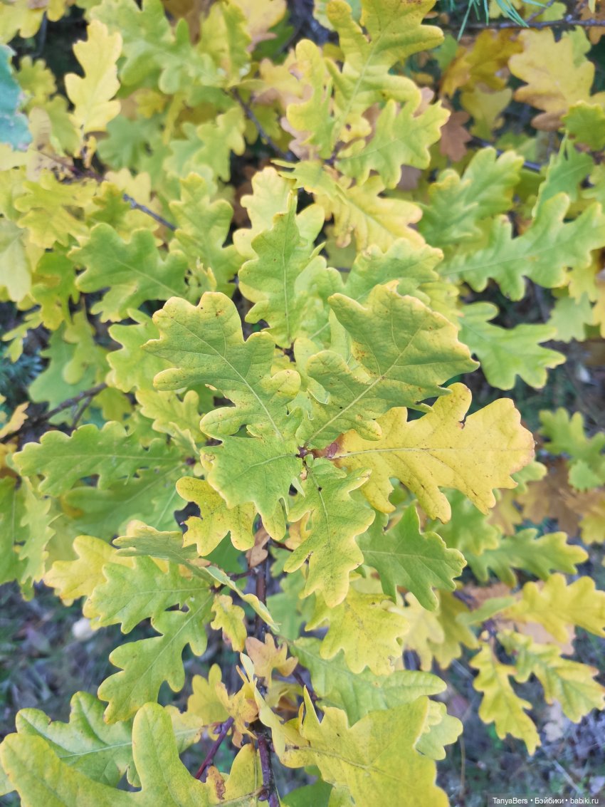 Ирискины бродилки — Игровые куклы Zwergnase (Цвергназе) Junior: Джуниор