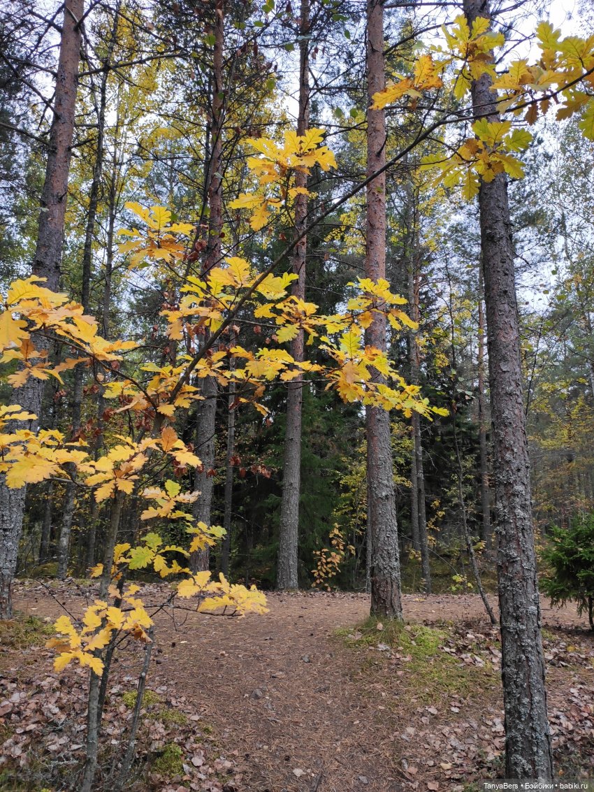 Ирискины бродилки — Игровые куклы Zwergnase (Цвергназе) Junior: Джуниор