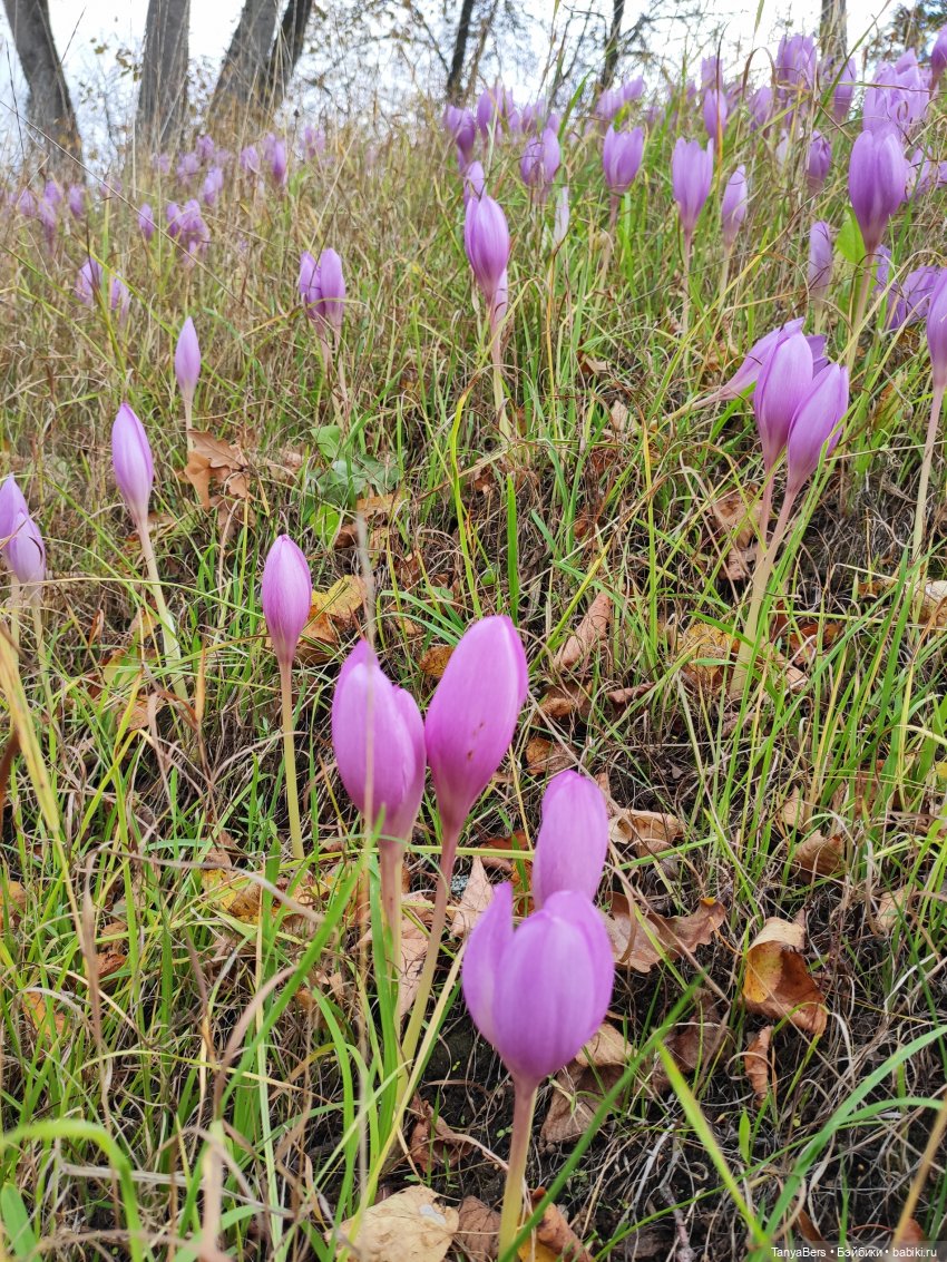 Ирискины бродилки — Игровые куклы Zwergnase (Цвергназе) Junior: Джуниор