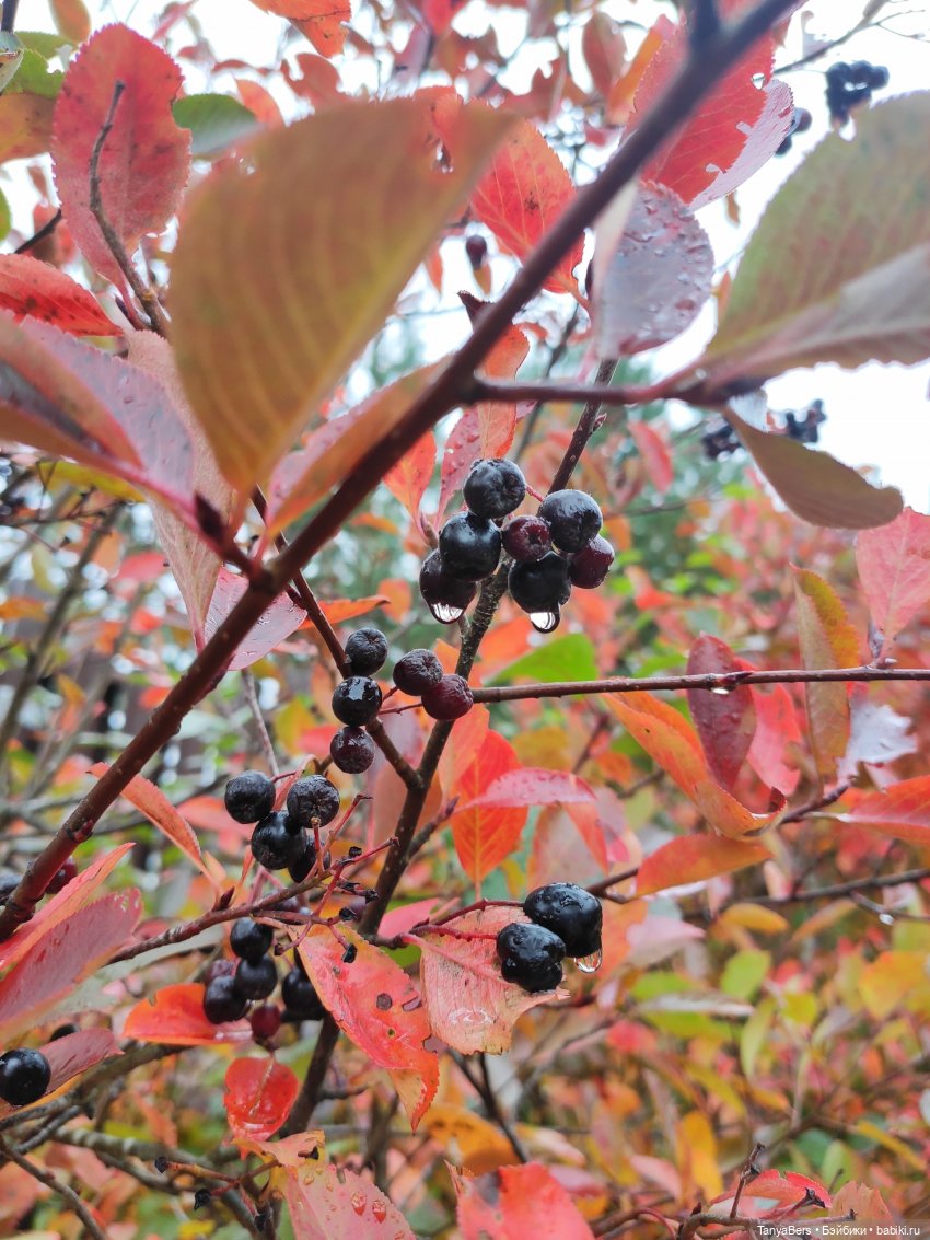 Ирискины бродилки — Игровые куклы Zwergnase (Цвергназе) Junior: Джуниор (фото 2)