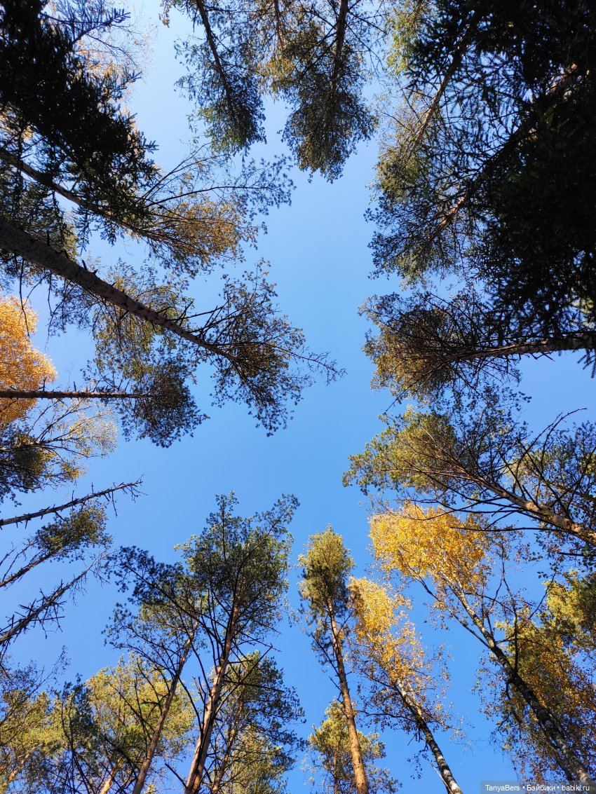 Ручной медведь — Домашние фото авторских игрушек: Тедди