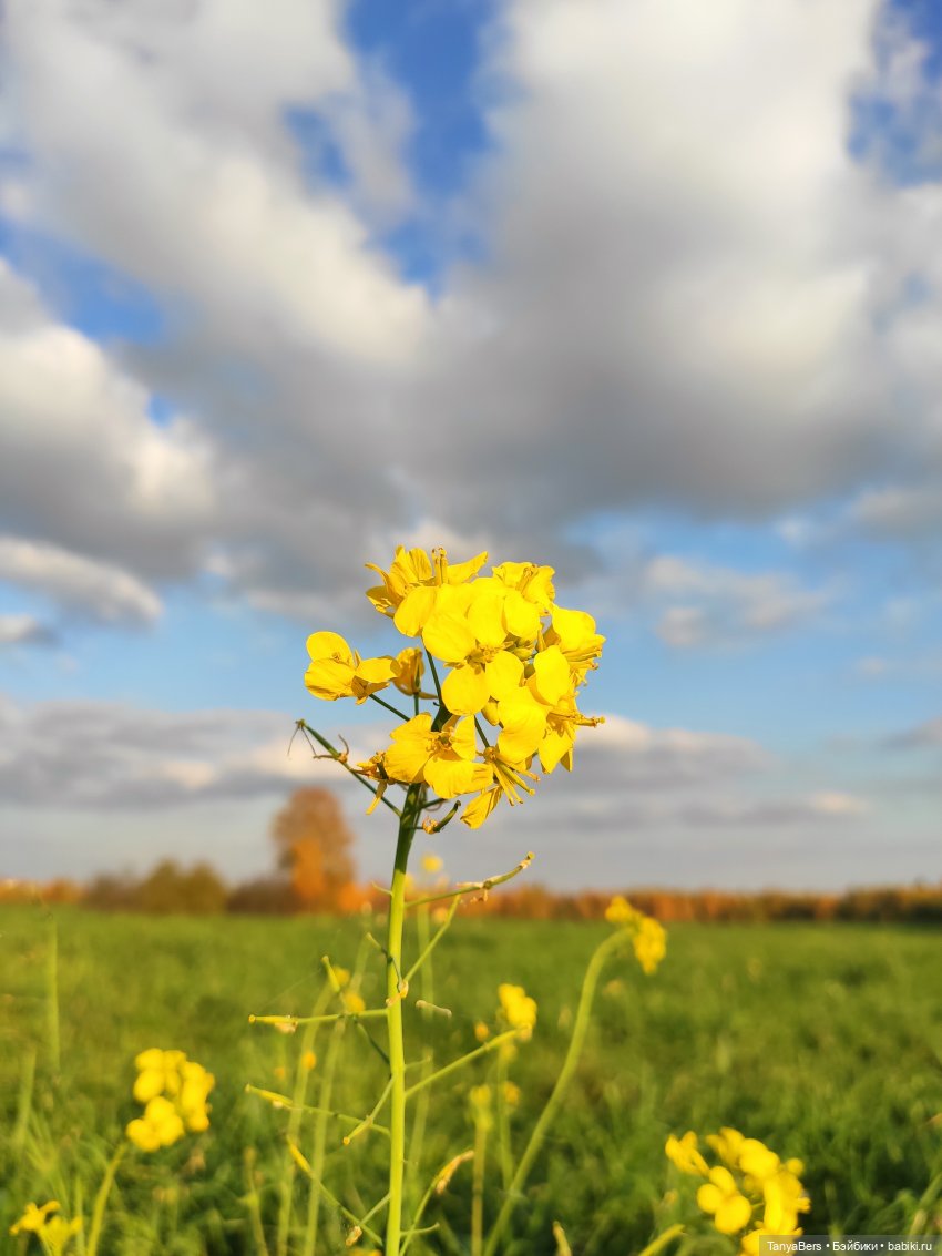 Ручной медведь — Домашние фото авторских игрушек: Тедди