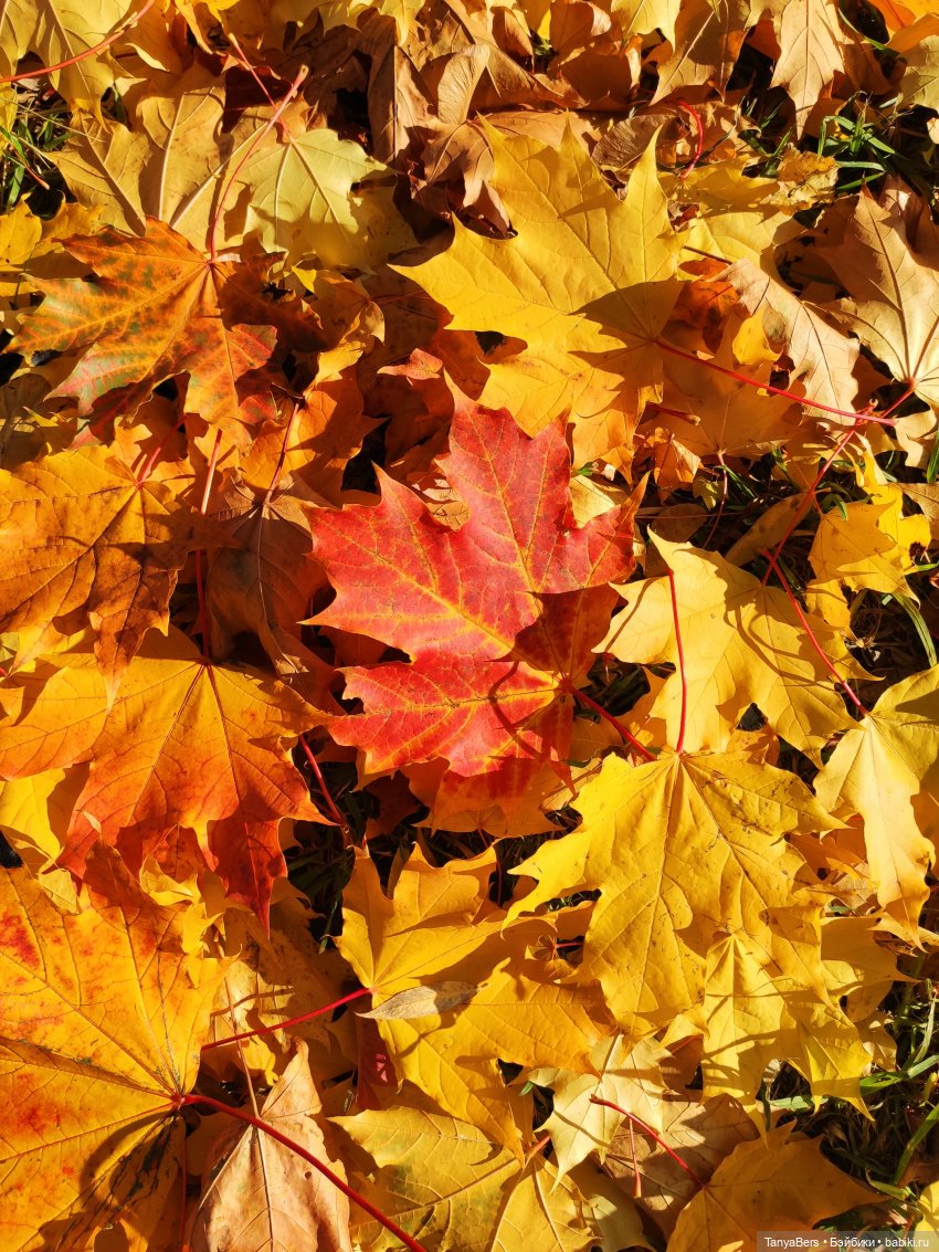 Ручной медведь — Домашние фото авторских игрушек: Тедди