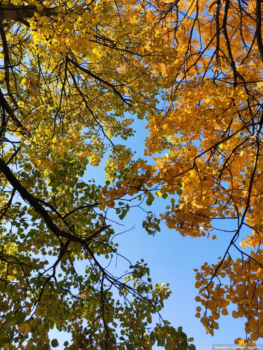 Ручной медведь — Домашние фото авторских игрушек: Тедди