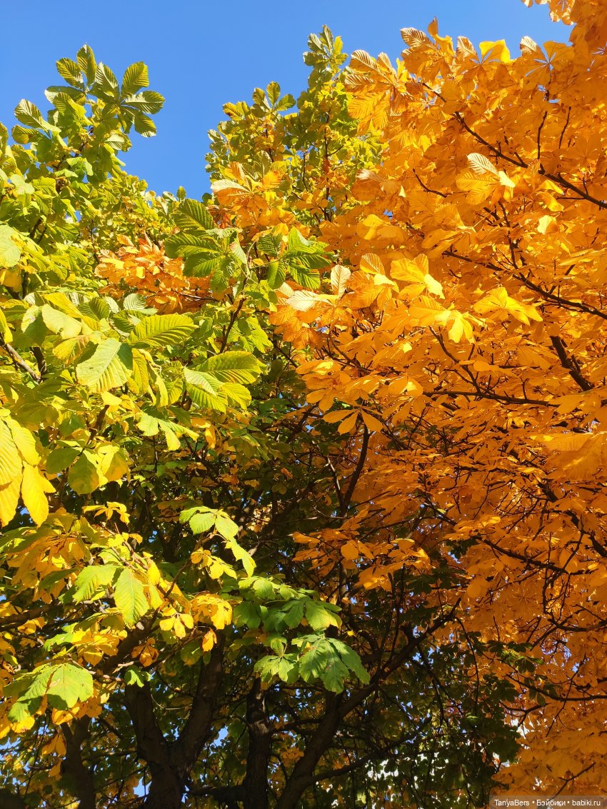 Ручной медведь — Домашние фото авторских игрушек: Тедди (фото 7)