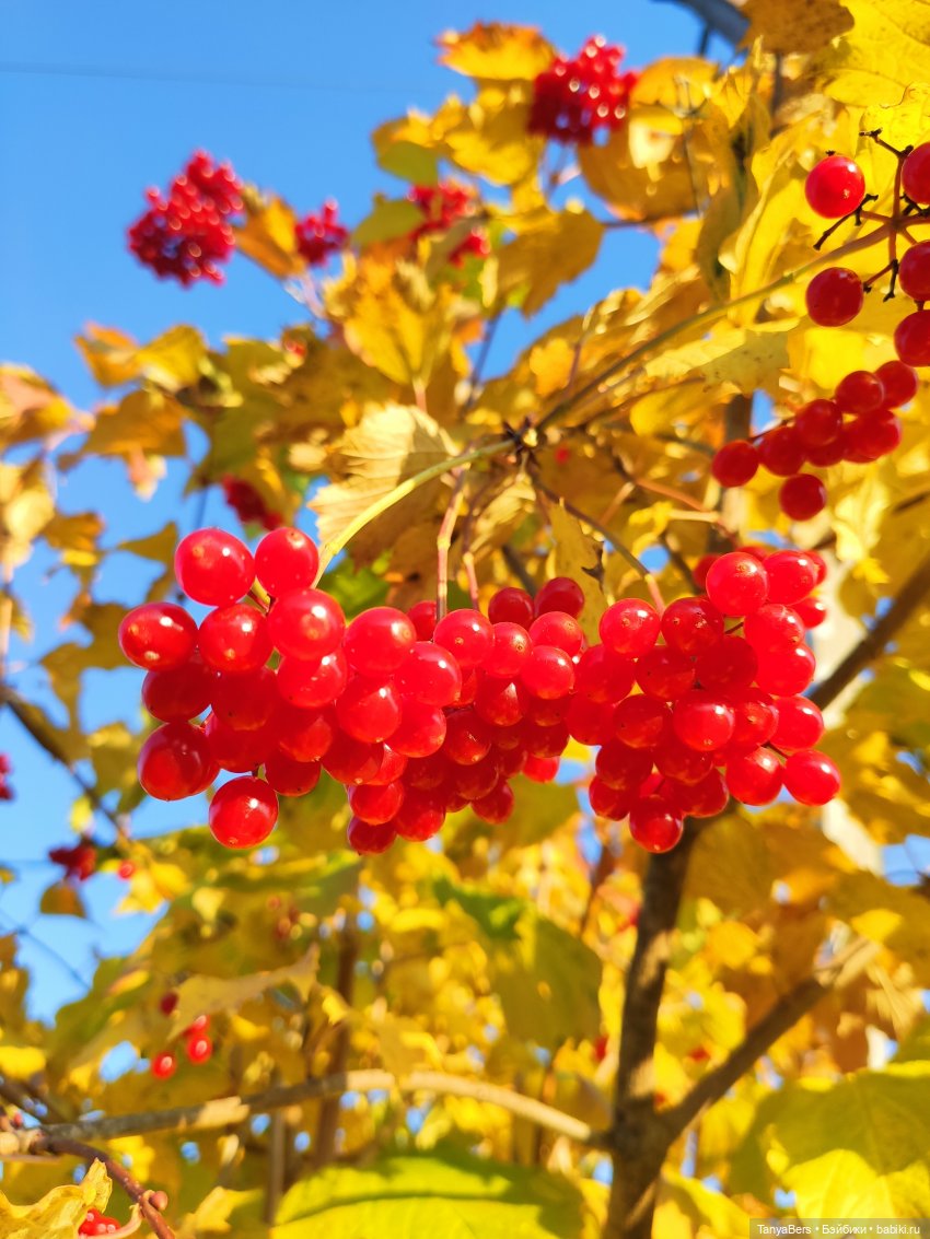 Ручной медведь — Домашние фото авторских игрушек: Тедди