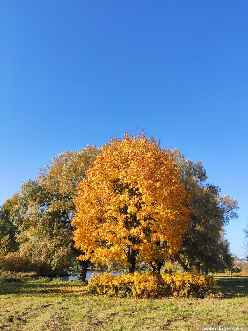 Ручной медведь — Домашние фото авторских игрушек: Тедди