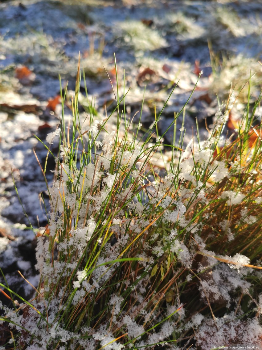 Осенняя хандра в куклах — Домашние коллекции кукол: фото собраний (фото 5)