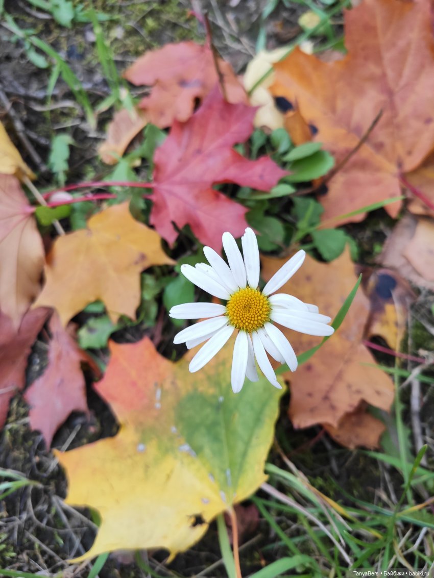 Там на неведомых дорожках✨ День Рождения Миры🎈 АНОНС детский Флешмоб🍭