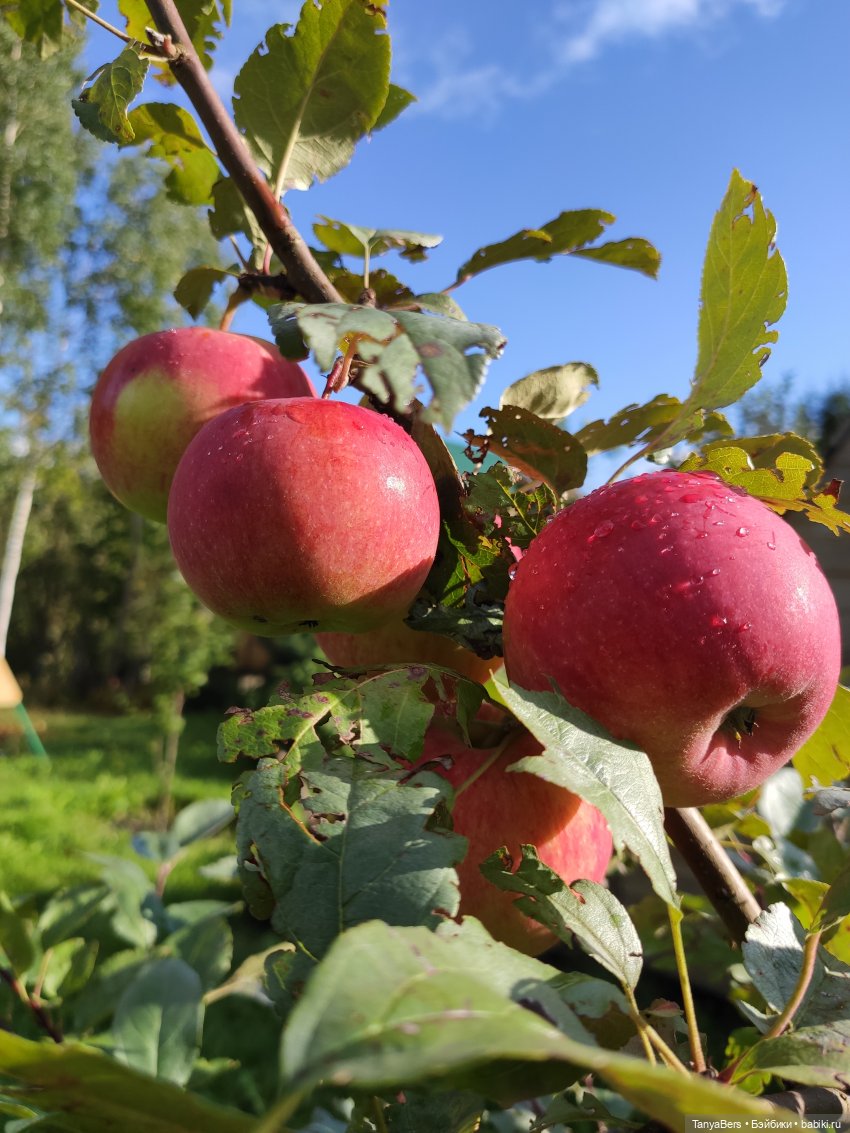 Там на неведомых дорожках✨ День Рождения Миры🎈 АНОНС детский Флешмоб🍭