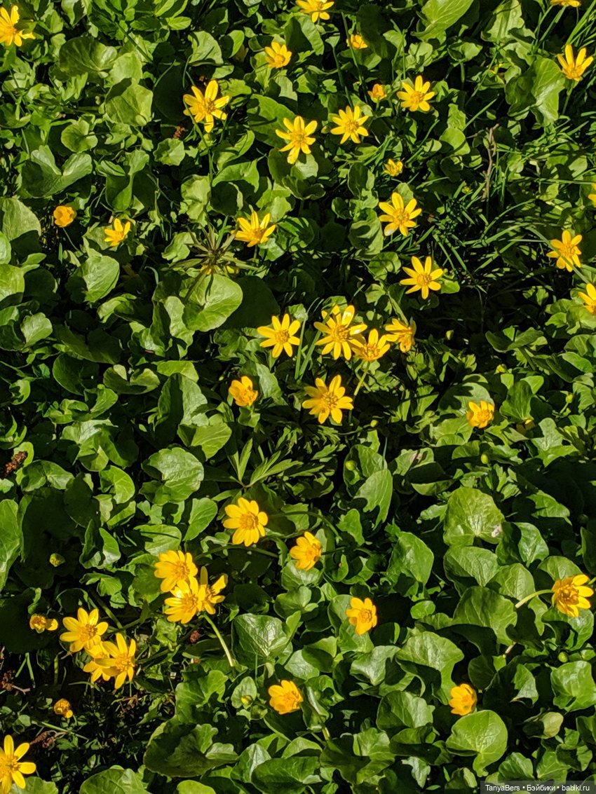 Там на неведомых дорожках✨ День Рождения Миры🎈 АНОНС детский Флешмоб🍭 (фото 5)