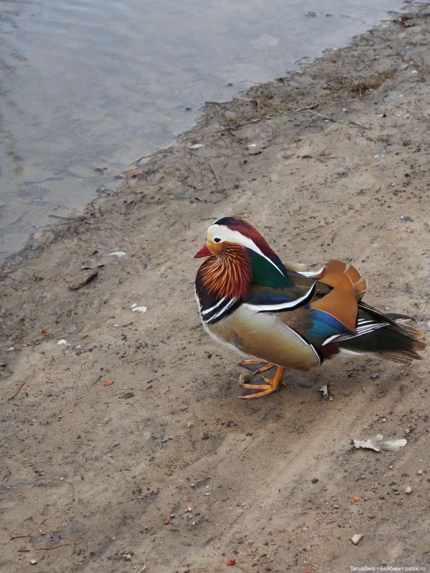 Весенний фотоспам с зимней Mui chan 🌷❄️