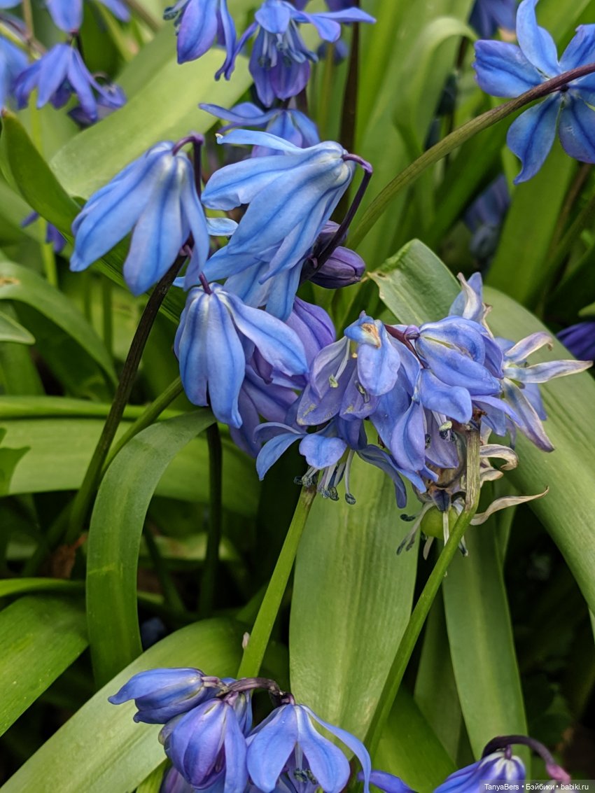 Весенний фотоспам с зимней Mui chan 🌷❄️