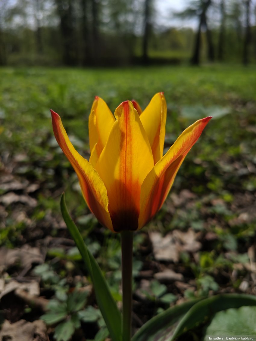 Весенний фотоспам с зимней Mui chan 🌷❄️