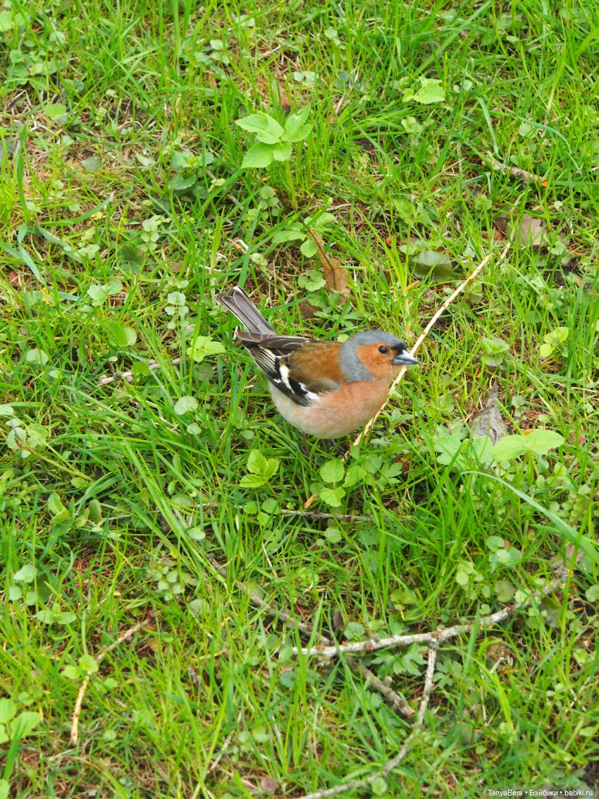Весенний фотоспам с зимней Mui chan 🌷❄️