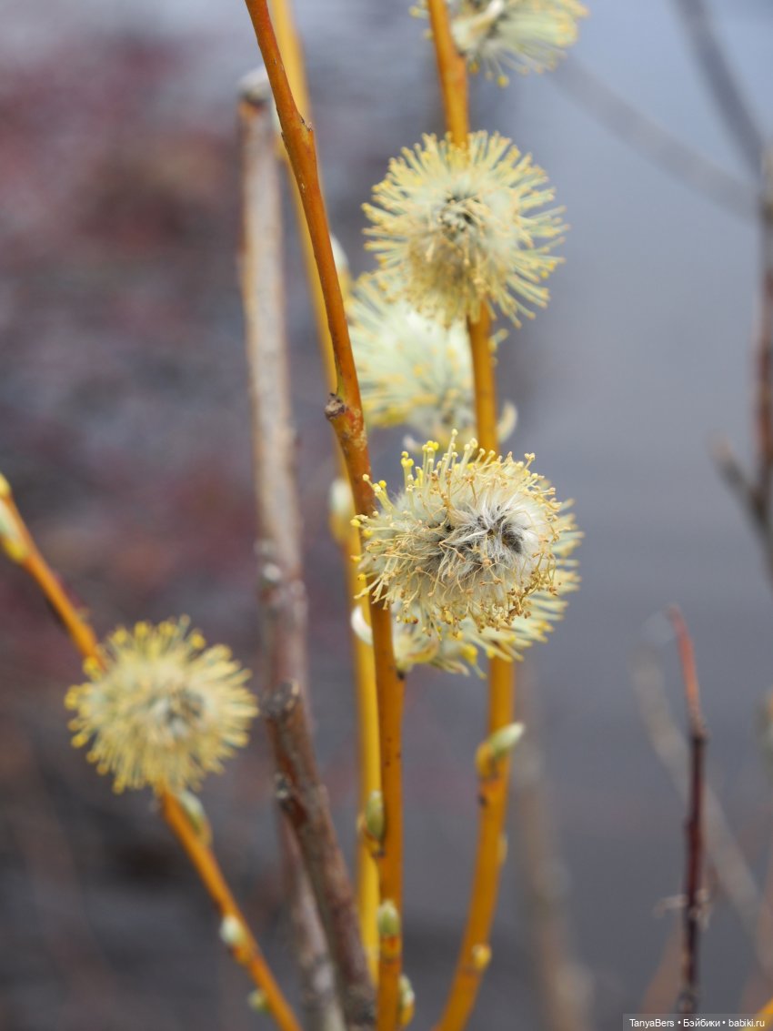 Весенний фотоспам с зимней Mui chan 🌷❄️