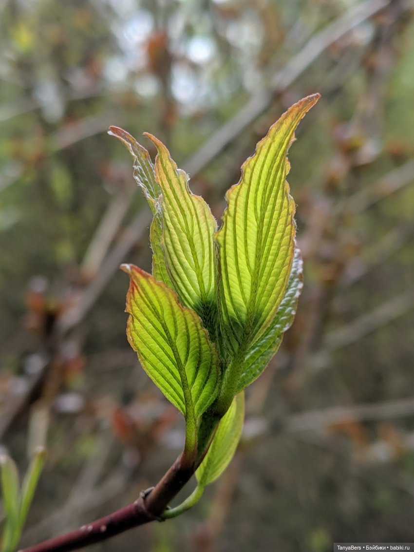 Весенний фотоспам с зимней Mui chan 🌷❄️