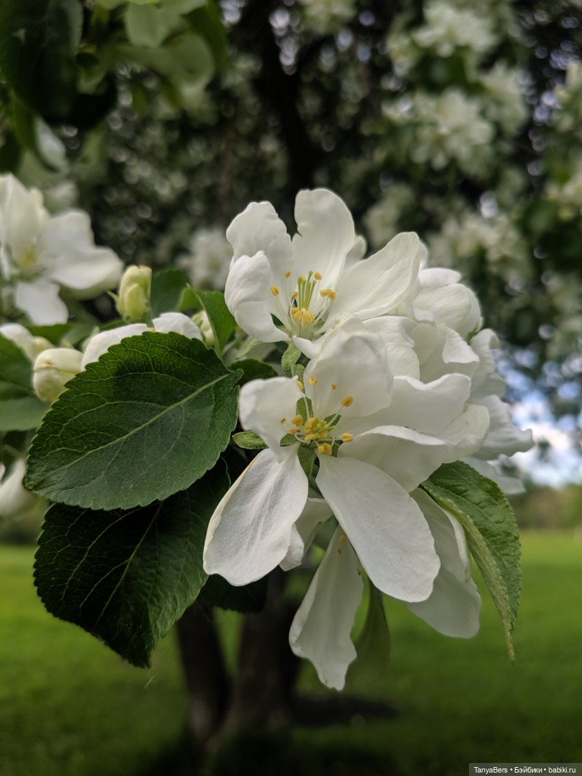 Время лето...☀️💕 — Куклы Fairyland (ФэйриЛэнд): BJD (БЖД)