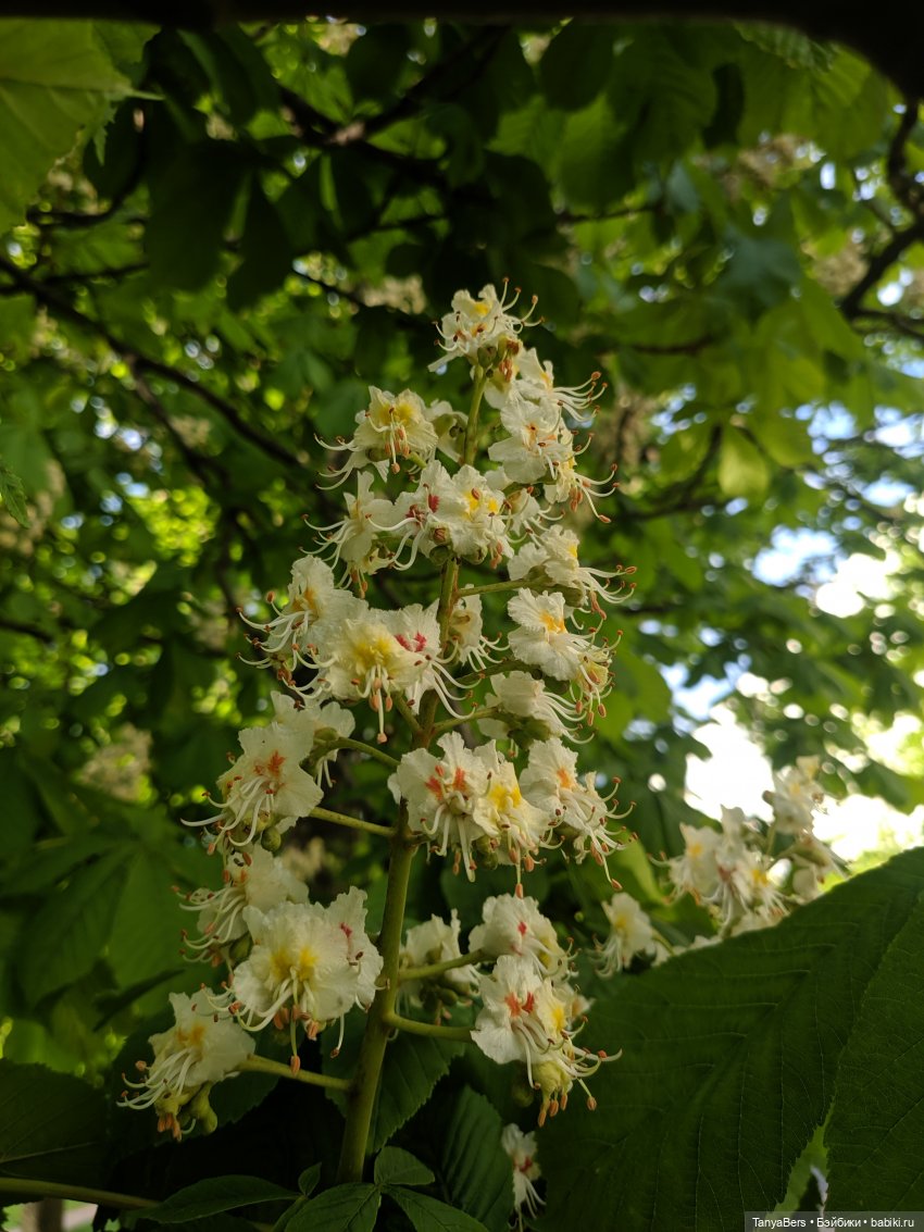 Время лето...☀️💕 — Куклы Fairyland (ФэйриЛэнд): BJD (БЖД)