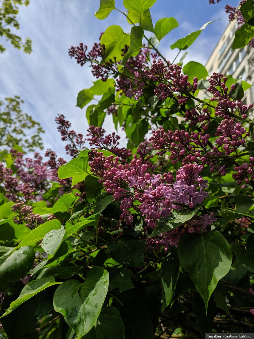 Время лето...☀️💕 — Куклы Fairyland (ФэйриЛэнд): BJD (БЖД) (фото 2)