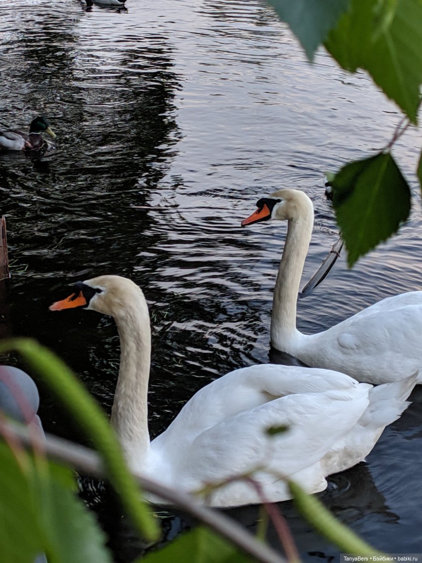 Время лето...☀️💕 — Куклы Fairyland (ФэйриЛэнд): BJD (БЖД)