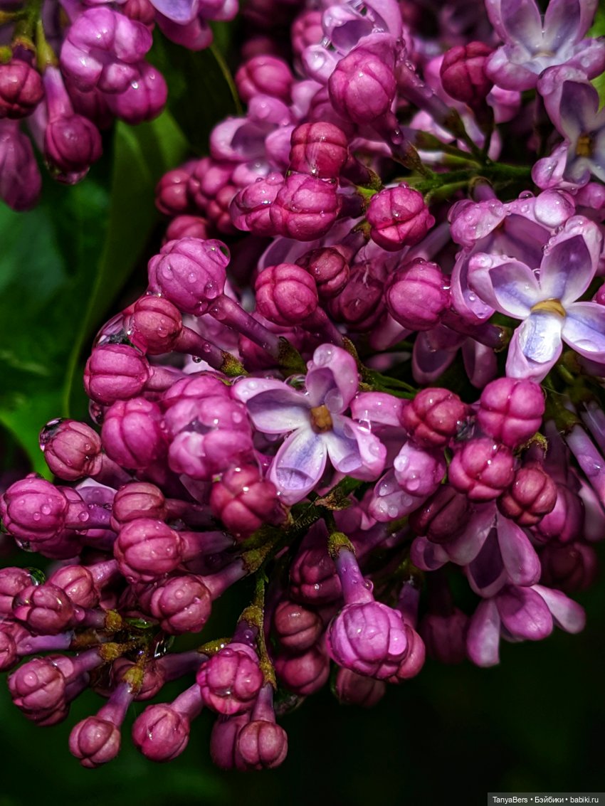 Время лето...☀️💕 — Куклы Fairyland (ФэйриЛэнд): BJD (БЖД)