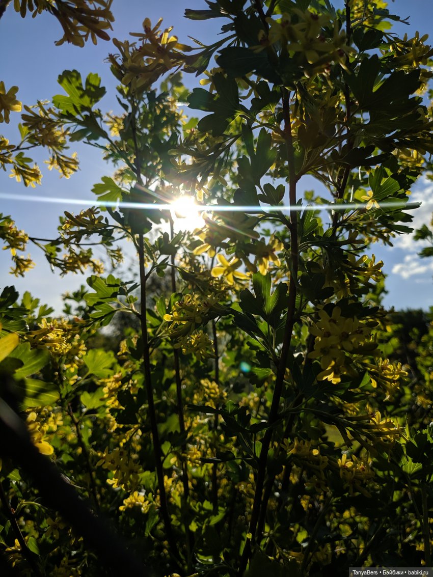 Время лето...☀️💕 — Куклы Fairyland (ФэйриЛэнд): BJD (БЖД) (фото 3)