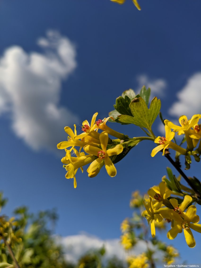 Время лето...☀️💕 — Куклы Fairyland (ФэйриЛэнд): BJD (БЖД)
