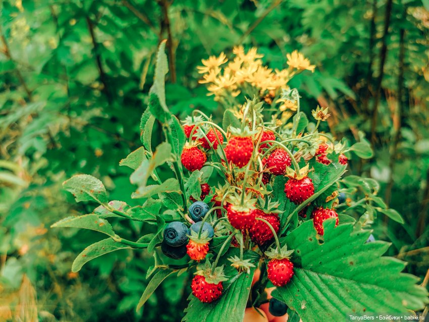 Отголоски лета🍓🌊☀️ — Куклы Rosemarie Anna Muller (Мюллер): Вихтели (Wichtel)