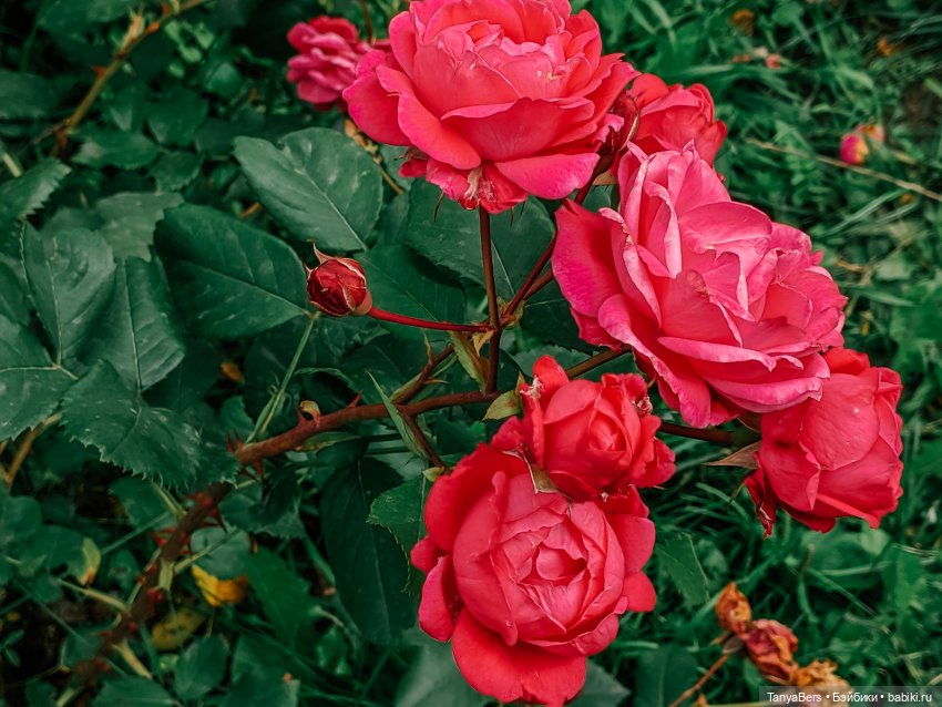 Отголоски лета🍓🌊☀️ — Куклы Rosemarie Anna Muller (Мюллер): Вихтели (Wichtel)