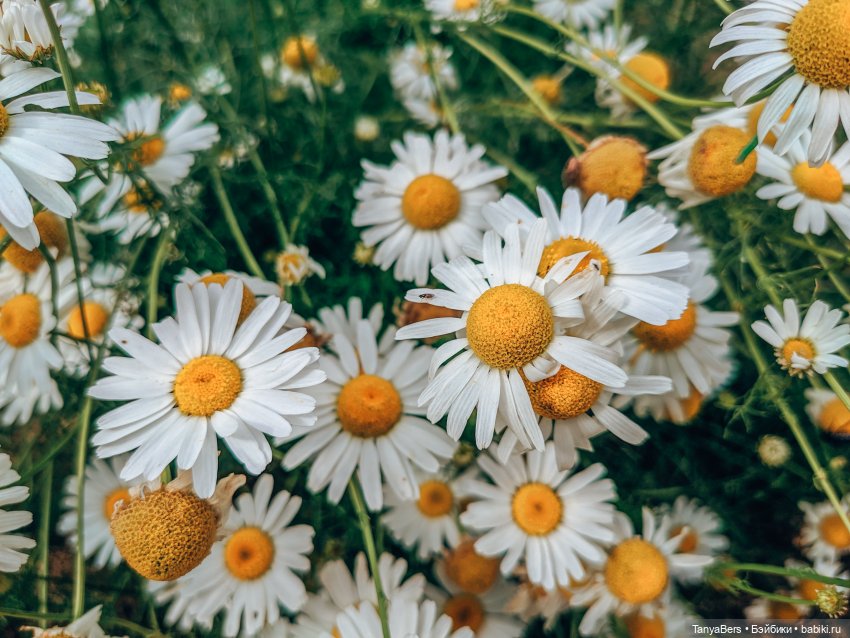 Отголоски лета🍓🌊☀️ — Куклы Rosemarie Anna Muller (Мюллер): Вихтели (Wichtel) (фото 4)