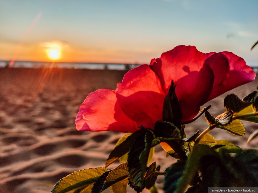 Отголоски лета🍓🌊☀️ — Куклы Rosemarie Anna Muller (Мюллер): Вихтели (Wichtel)
