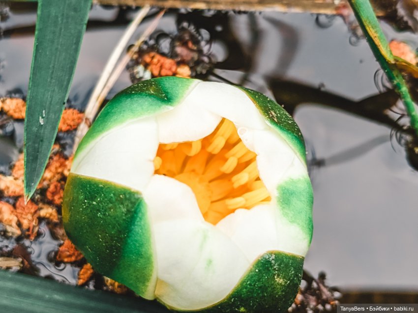 Из зимы в лето с котёнком Mui-Chan 🐾 | Бэйбики Из зимы в лето с котёнком Mui-Chan 🐾